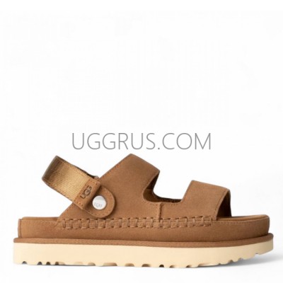 Goldenstar Glide Chestnut