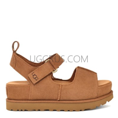 Goldenstar Hi Chestnut